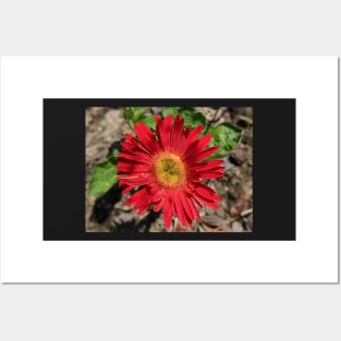 Red Gerber Daisy 2 Posters and Art